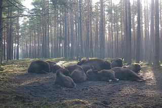 Stado żubrów w woj. lubelskim jest coraz liczniejsze