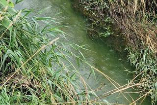 Rzeka Drwinka w Krakowie została zatruta? Zielona woda i fetor. MPEC odpiera zarzuty aktywistów 