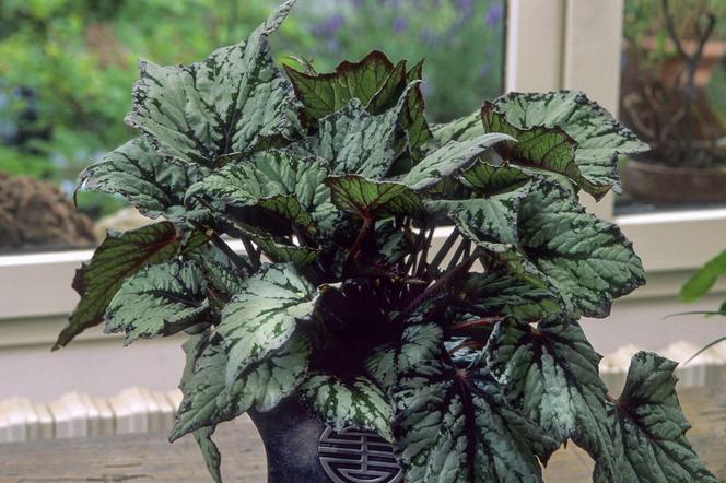 Begonia królewska