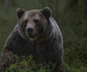 Szok! Niedźwiedź zabił małżeństwo na szlaku. Agresywne zwierzę zastrzelone!