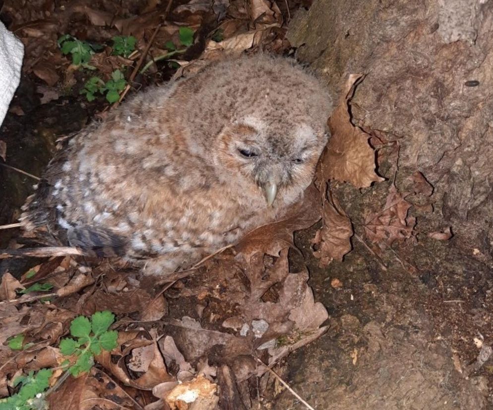 Szlachetna postawa mieszkańców. Znaleźli ranne ptaki i przekazali je służbom