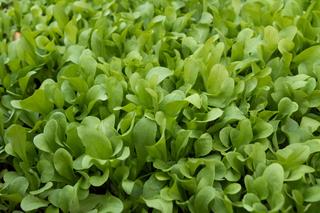 Roszponka - warzywo liściowe. Jak uprawiać roszponkę w ogrodzie?