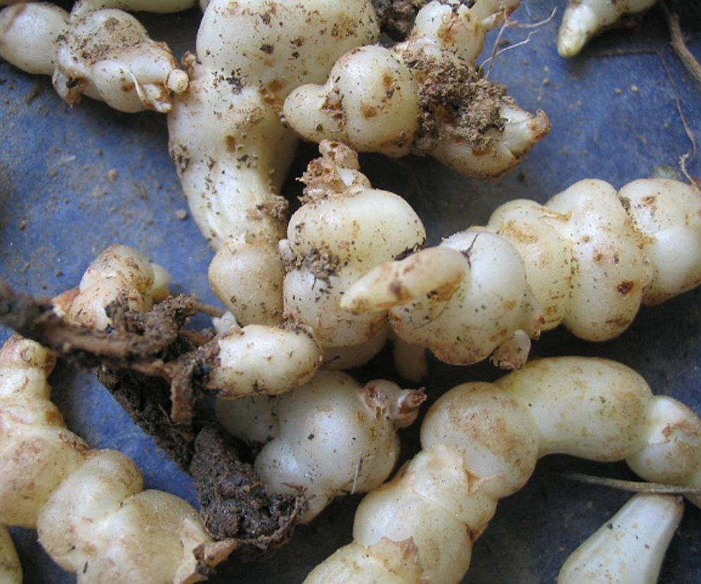 Jedz to zamiast ziemniaków i ciesz się długim życiem. Sekret długowieczności w zasięgu ręki