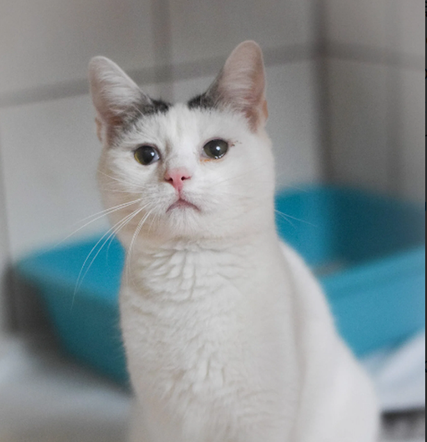 Kot do adopcji w zielonogórskim schronisku