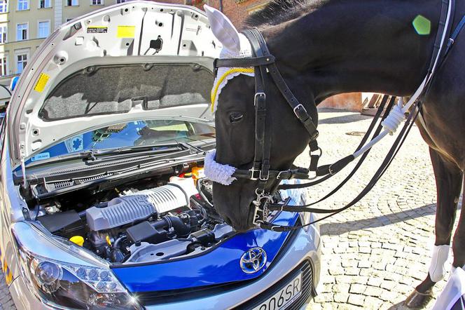 Toyota Yaris Hybrid dla Straży Miejskiej we Wrocławiu