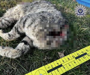 Nie dał się pogłaskać. 42-latek poćwiartował kota. Internauta: ZŁO, które trudno wyrazić słowami