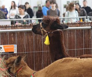 Tak wyglądał Zoopark 2024 w Lublinie! Zobacz zdjęcia