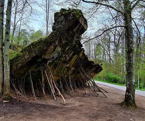 Wilczy Szaniec to jedna z najpopularniejszych atrakcji w Polsce. Zobacz zdjęcia