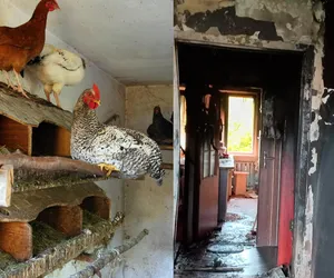 Dawid mieszka w kurniku. Wstrząsający list jego mamy! Rodzinny dramat w powiecie płońskim