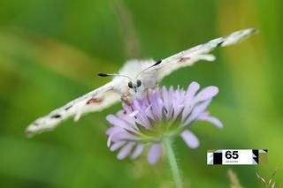Motyl niepylak apollo to w Polsce rzadkość. Niektóre z nich mają nawet swoje numery