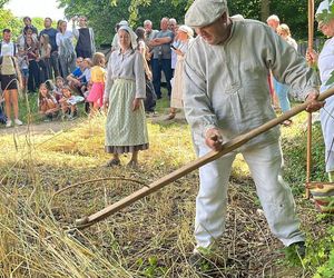 W Skansenie odbyły się retro żniwa, żęto żyto metodami pradziadków