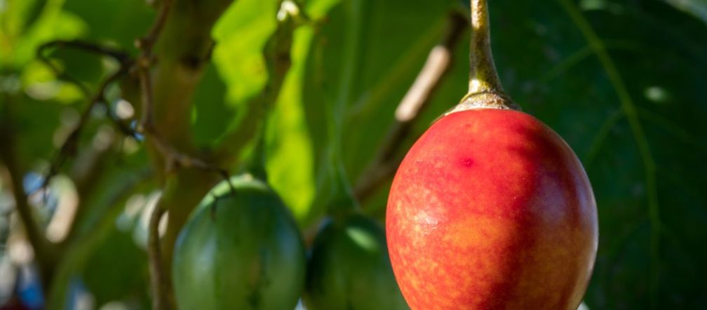 Tamarillo