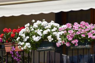 Rośliny doniczkowe obficie kwitnące do domu, na balkon i taras – najpopularniejsze gatunki
