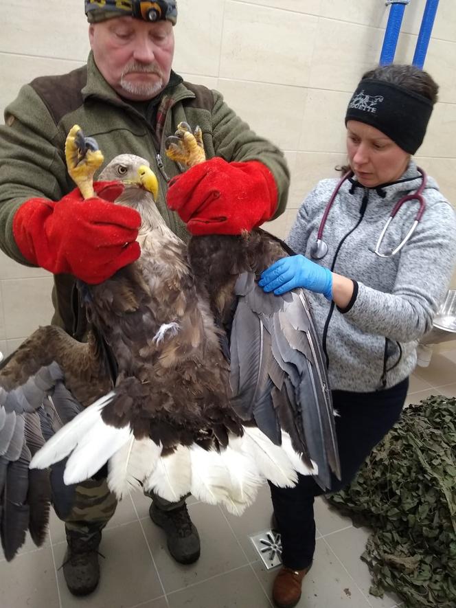 Akcja służb pod Piotrkowem Trybunalskim. Uratowano potężnego orła!