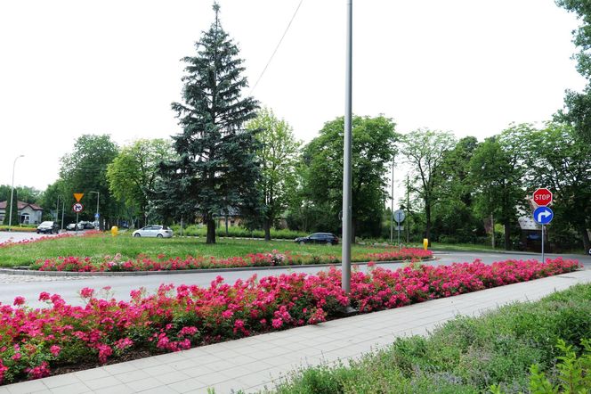 Starachowice. To najbardziej ukwiecone miasto świętokrzyskiego