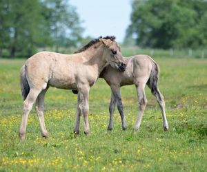 Ponidzie. Konik polski