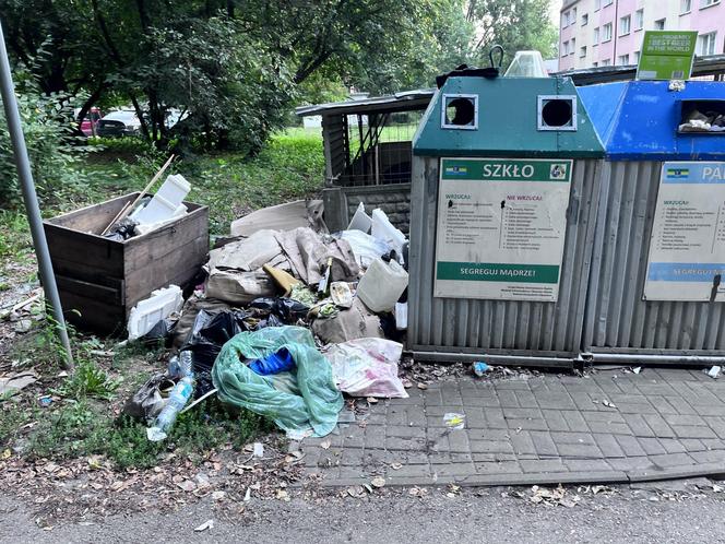 Plaga szczurów w Siemianowicach Śląskich! 