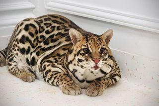 Dziki kot u weterynarza.