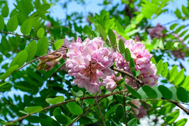 Robinia Małgorzaty CASQUE ROUGE 'Pink Cascade'
