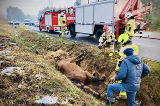 Rumak przewrócił się i nie potrafił wstać. Trzeba było go wyciągać z rowu