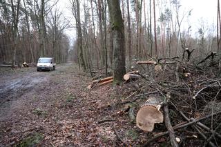 Las Kabacki zamknięty. Wejście grozi wysokim mandatem, a nawet więzieniem!