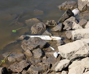 Katastrofa ekologiczna na Odrze. Śnięte ryby 