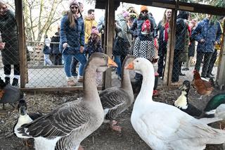 Żywa szopka w Szczecinie