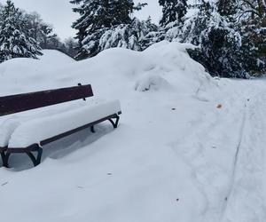 Zamojski Park pod śniegiem.  Spacer białymi alejkami [ ZOBACZ ZDJĘCIA]