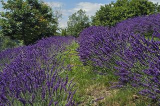 Najwyżej położona w Polsce plantacja lawendy znajduje się w Szczawnicy