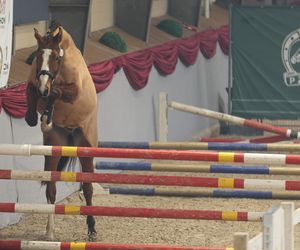 Czempionat Koni Ras Szlachetnych i Pokaz Ogierów Hodowlanych w Radzionkowie