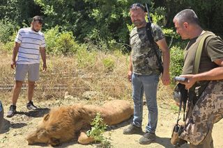 Lew uciekł z zoo i zaatakował człowieka! W kurorcie pełno Polaków