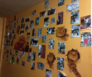 Poszukiwani wolontariusze do pomocy w Kociarni w Lesznie