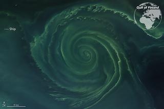 Zakwit fitoplanktonu w Bałtyku