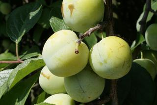 Śliwa ‘Renkloda Ulena’ - Prunus domestica 'Renkloda Ulena'