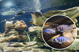 Akwarystyka to nie tylko ryby. Jak bydgoski pasjonat zbudował podwodny świat na Wzgórzu Wolności? [GALERIA]