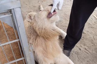 Tygrys i dwa lwy w niewielkiej miejscowości w Małopolsce. Żyją na prywatnej posesji „cyrkowca”