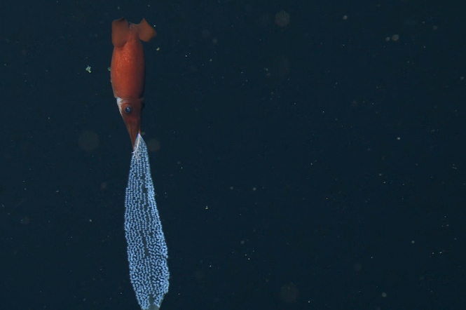Rzadkie i piękne nagranie z oceanów: kałamarnica transportuje swoje jaja w głębinę