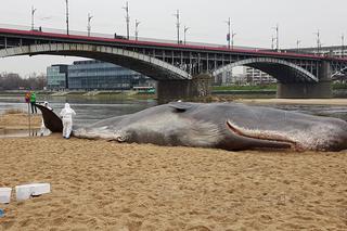 Wieloryb w Warszawie NA ŻYWO! Zobacz, jak wygląda z bliska