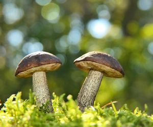 Najlepsze miejsca na zbiory grzybów Śląskiem