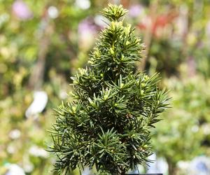 Cis pospolity 'David' - Taxus baccata 'David'