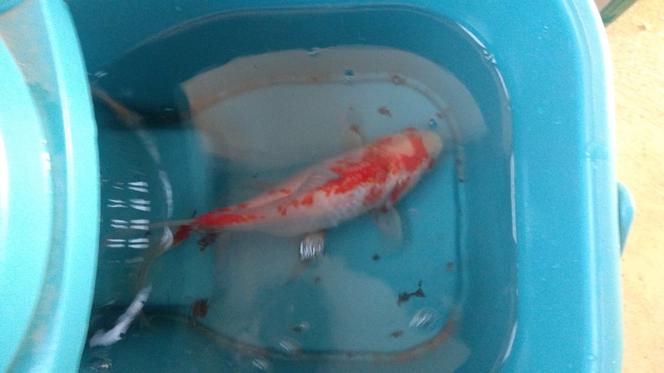 Rybka spadła z nieba