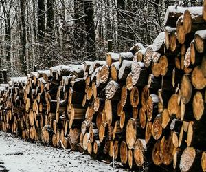 Rosja zalewa Polskę swoim drewnem