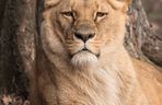 Smutek we wrocławskim zoo. Nie żyje Okavango, lwica angolska. Mieszkała w ogrodzie od 16 lat