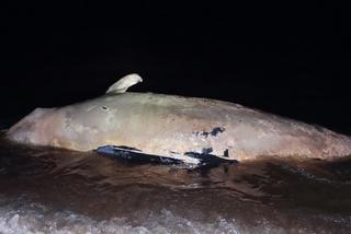 Wal butelkonosy - Stacja Morska UG