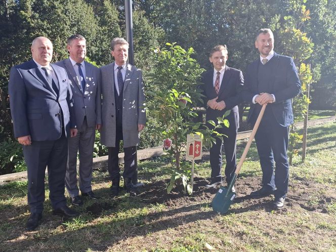 Kalisz. Przed Starostwem Powiatowym powstała alejka magnoliowa 