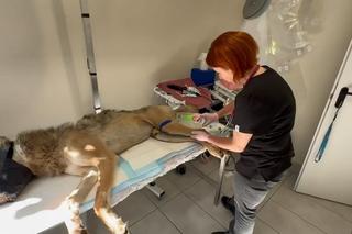 Wilk potrącony przez auto na S7 wrócił na wolność