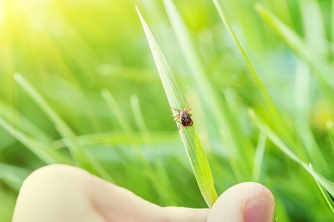 Masz to w swoim ogrodzie? Kleszcze lgną do tych roślin. Lepiej chwyć za sekator