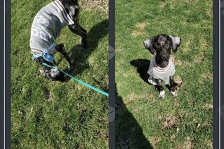 Leczyła ludzi a niemal zabiła swojego psa