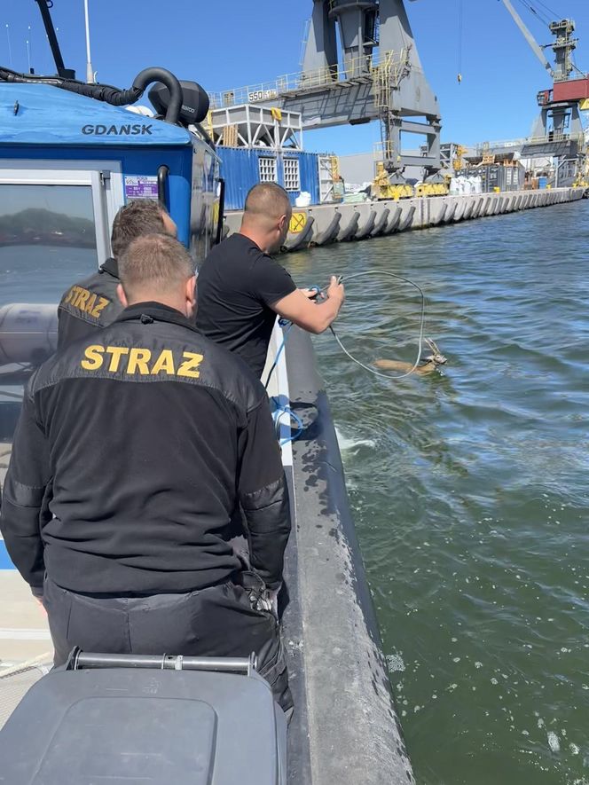 Młody jelonek wpadł do kanału portowego w Gdańsku. Uratowała go załoga Pioruna