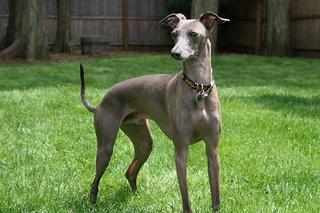 Rasy psów dla każdego! Najlepiej czują się w mieszkaniu